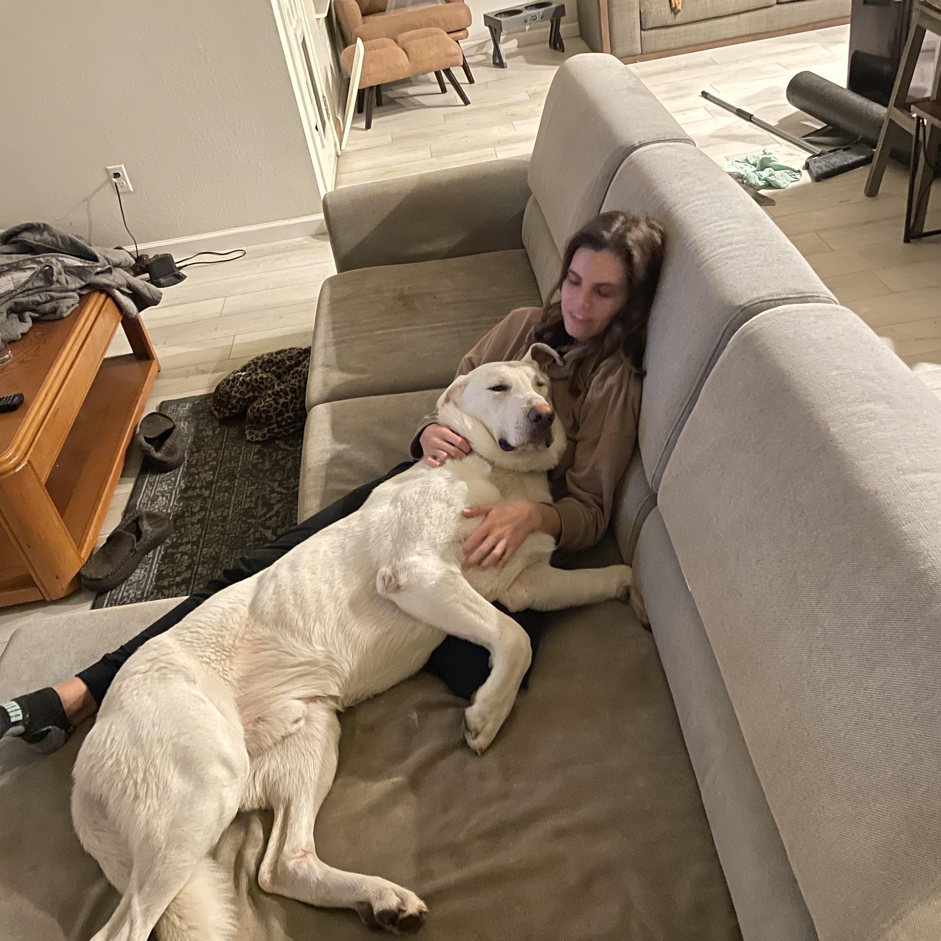 Milo , a Adoptable mixed breed in Austin, TX image 6/6