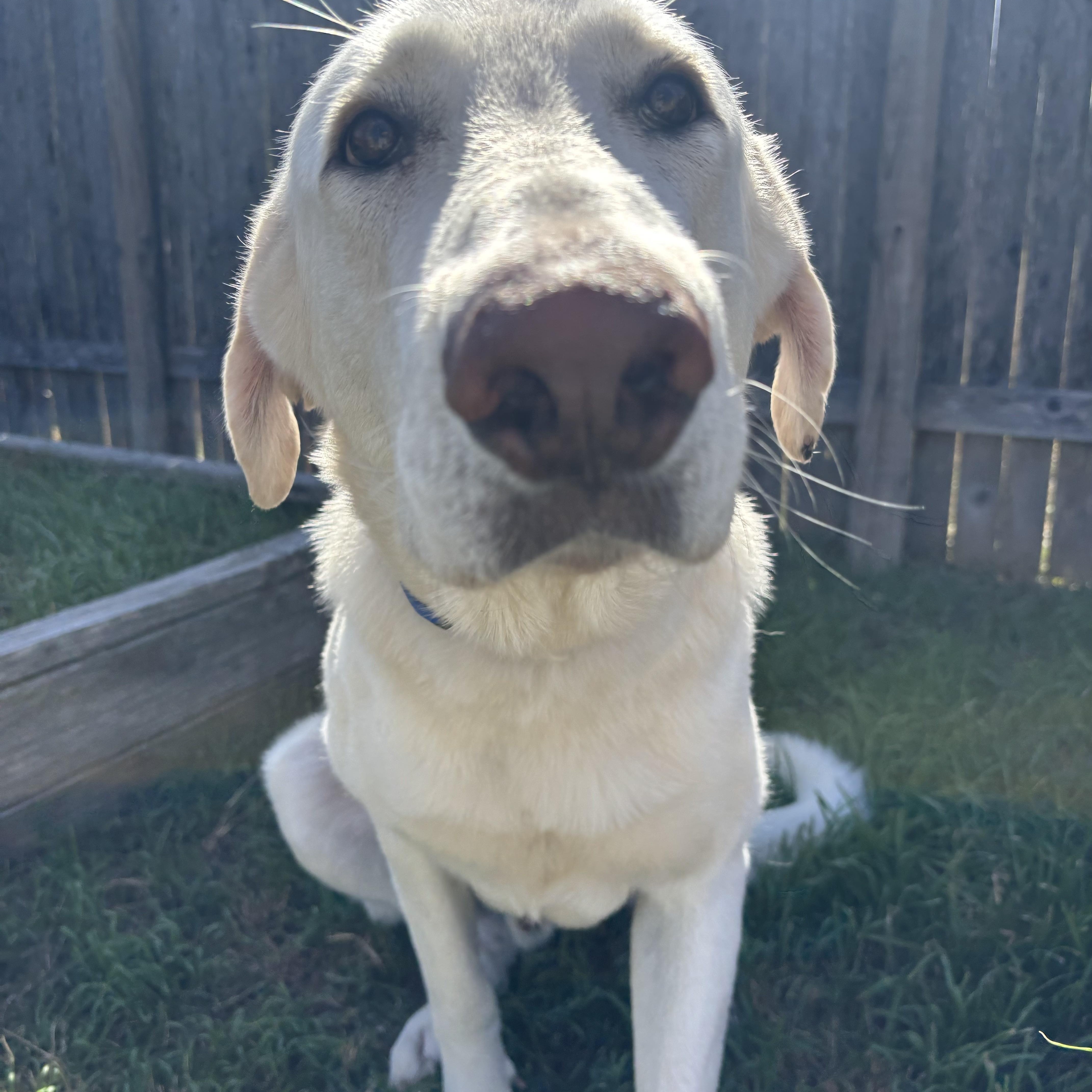Milo , a Adoptable mixed breed in Austin, TX image 1/6