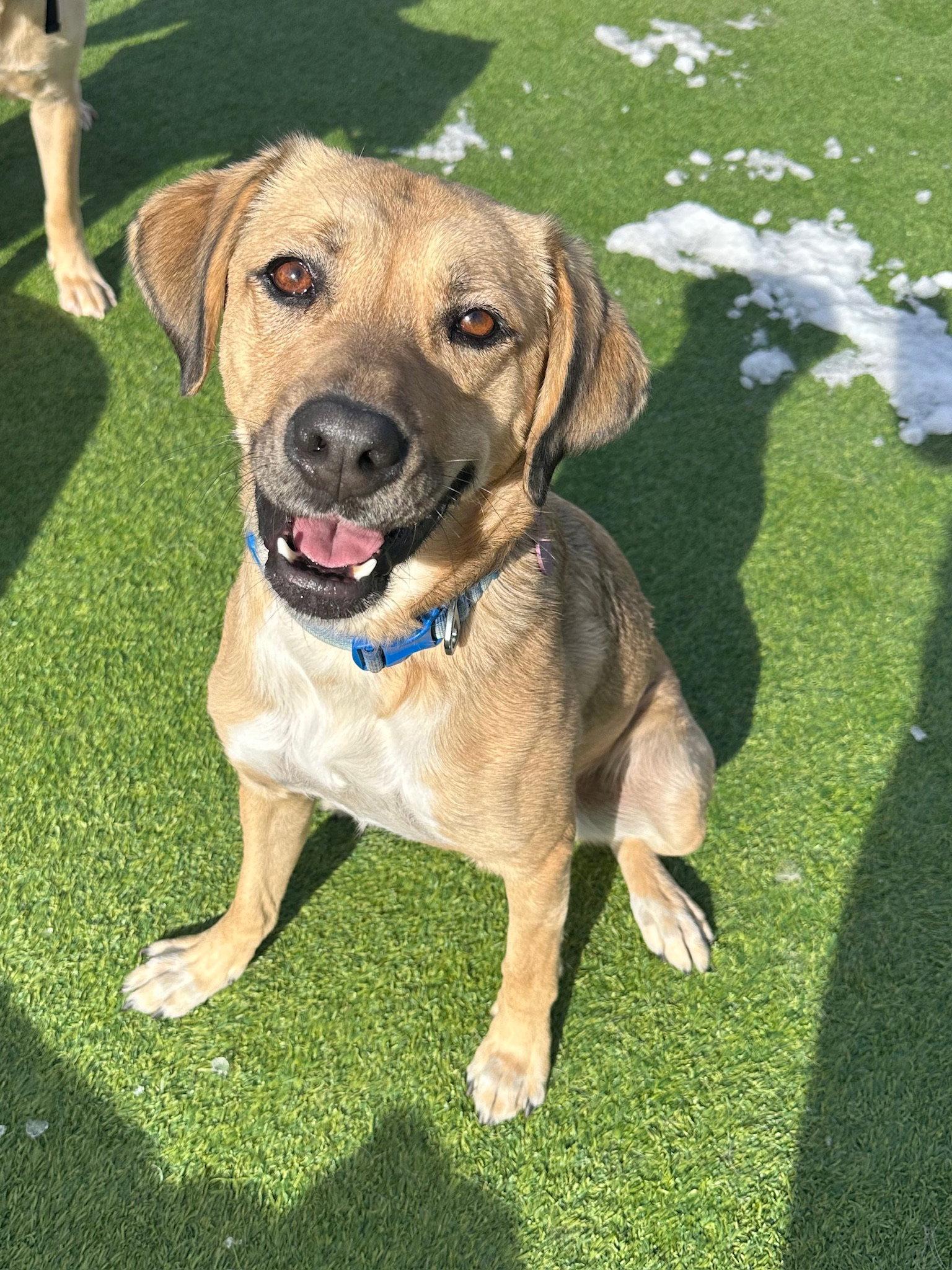 Enlarge Mingo, a Adoptable Labrador Retriever in Winter Park, CO image 2/3