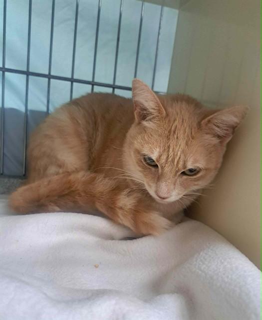 Enlarge FREYA, a Adoptable Domestic Short Hair in Easton, MD image 1/1