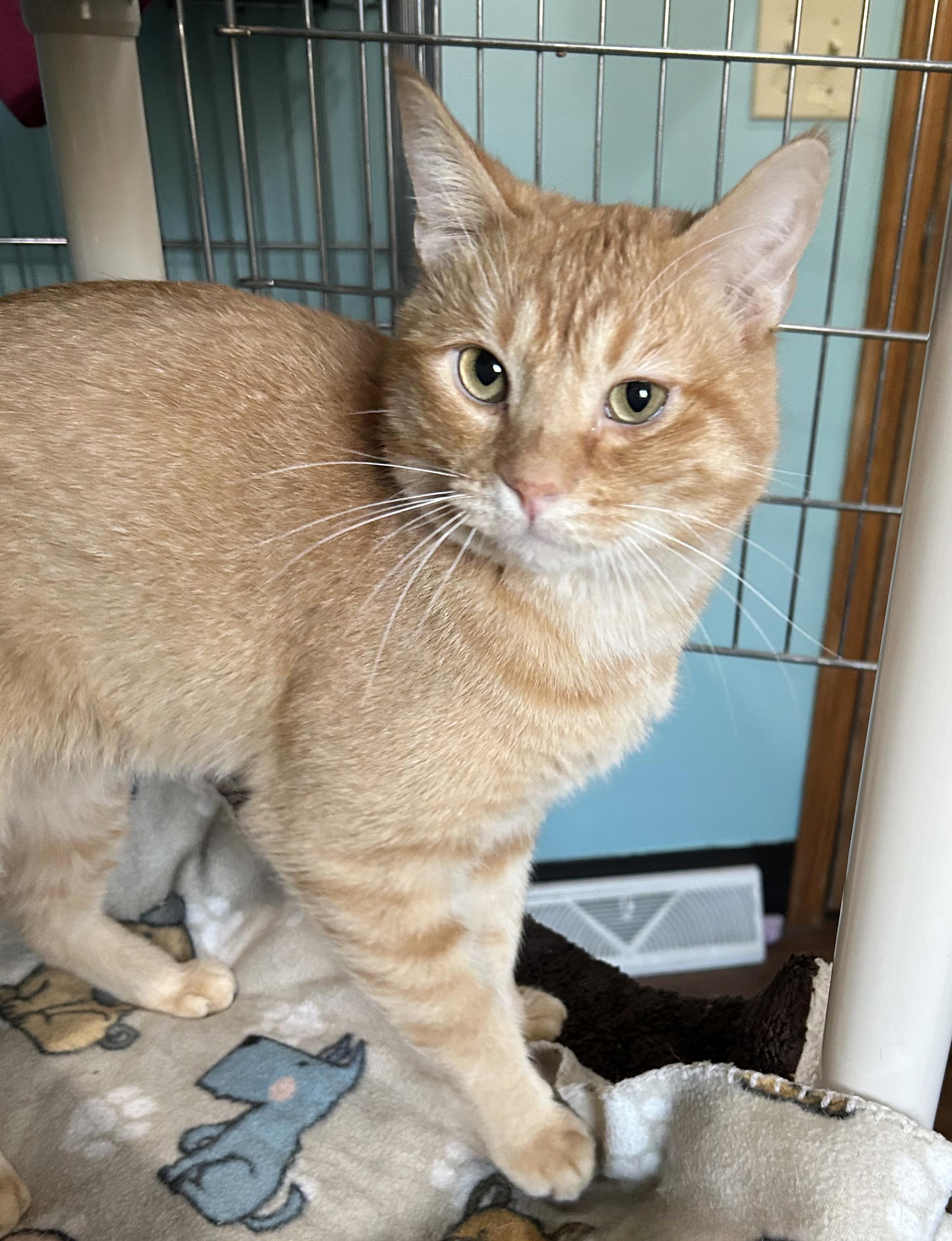 Enlarge Sinbad, a Adoptable Tabby in Parkville, MO image 3/6