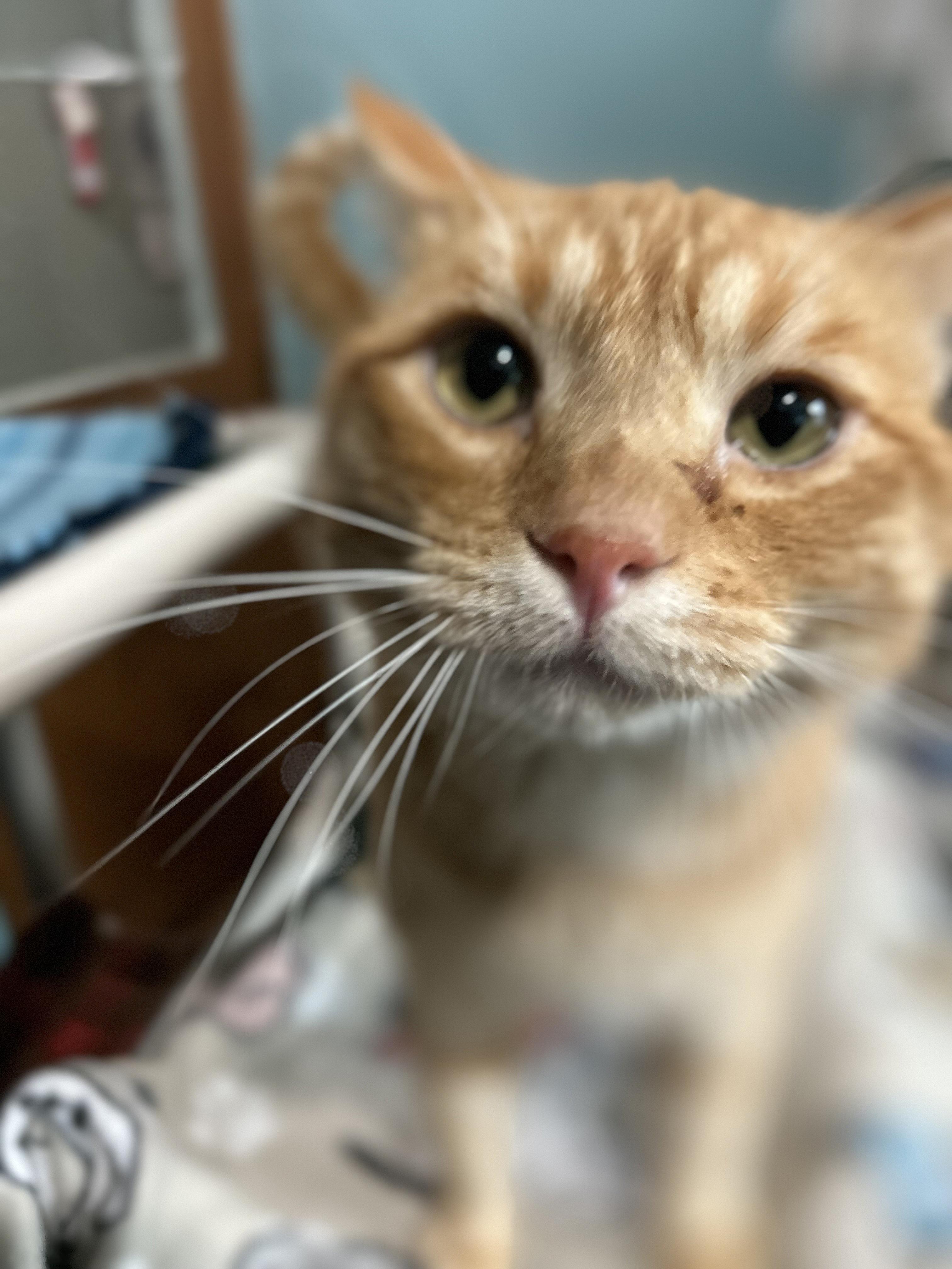 Enlarge Sinbad, a Adoptable Tabby in Parkville, MO image 5/6