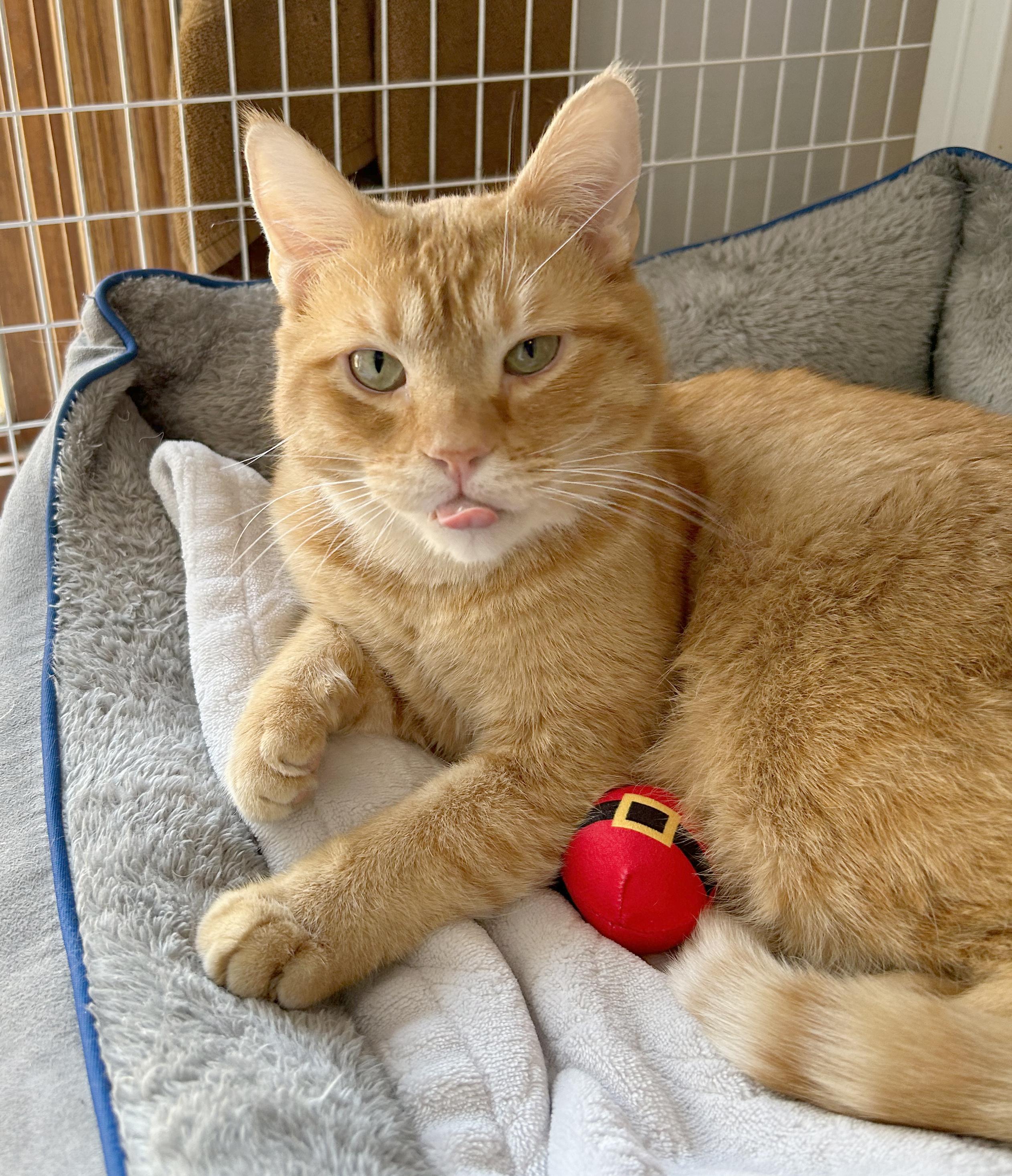 Sinbad, Adoptable, Adult Male Tabby.