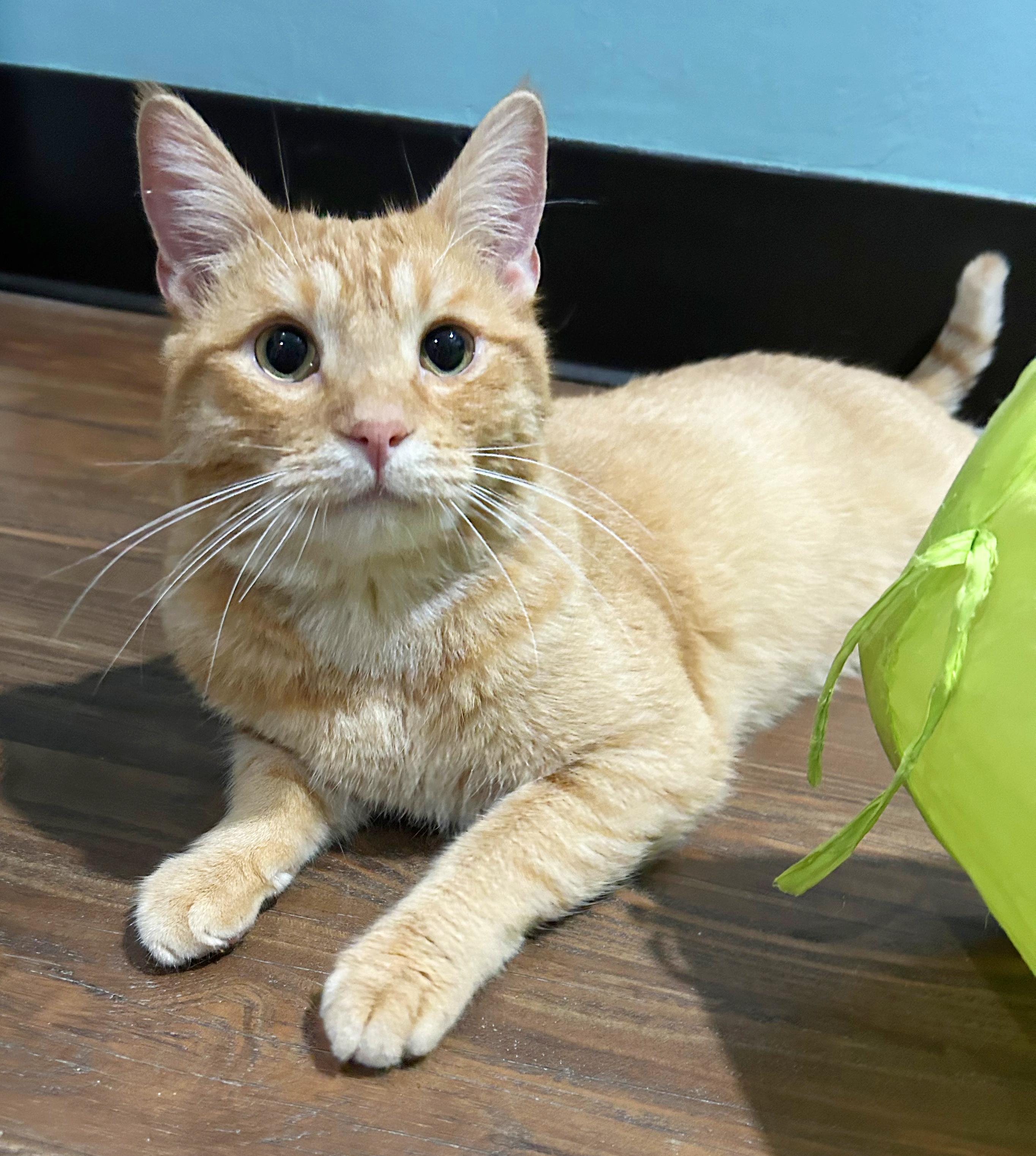 Enlarge Sinbad, a Adoptable Tabby in Parkville, MO image 2/6