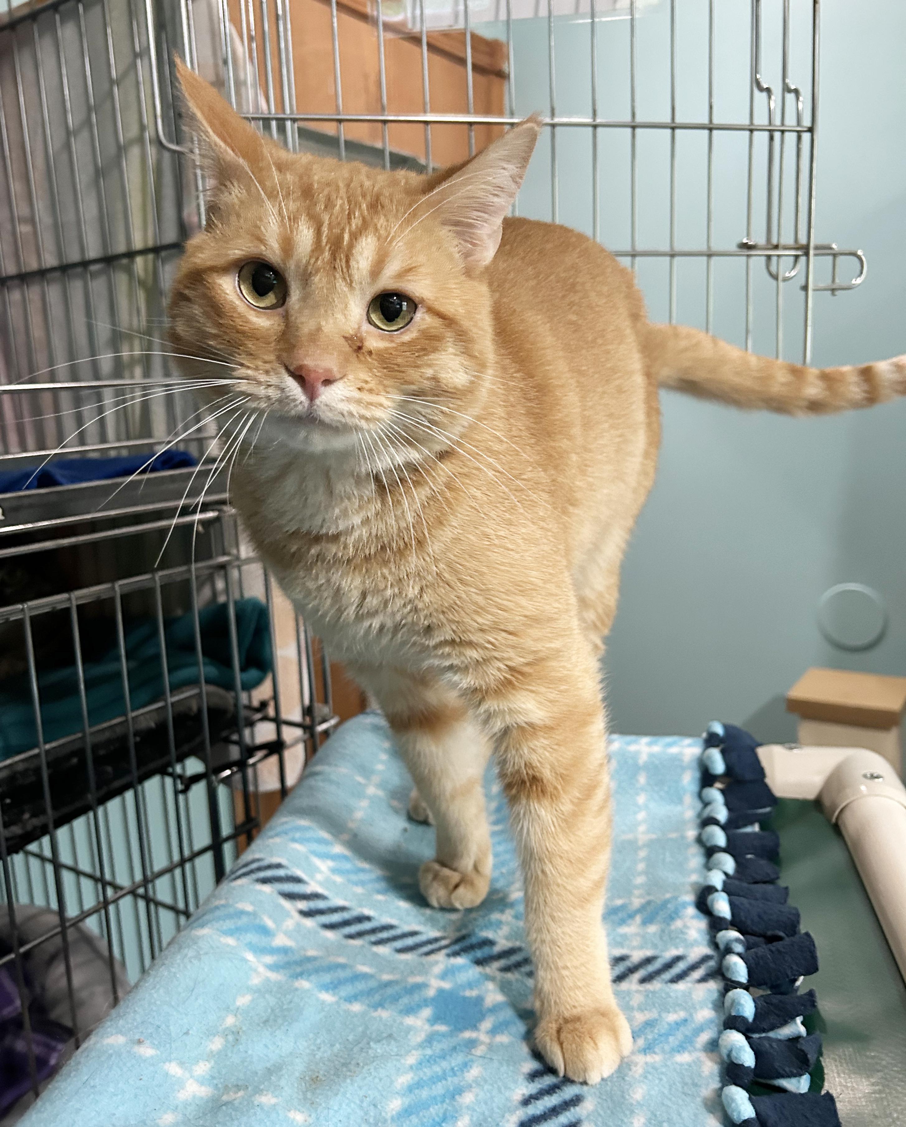 Enlarge Sinbad, a Adoptable Tabby in Parkville, MO image 4/6