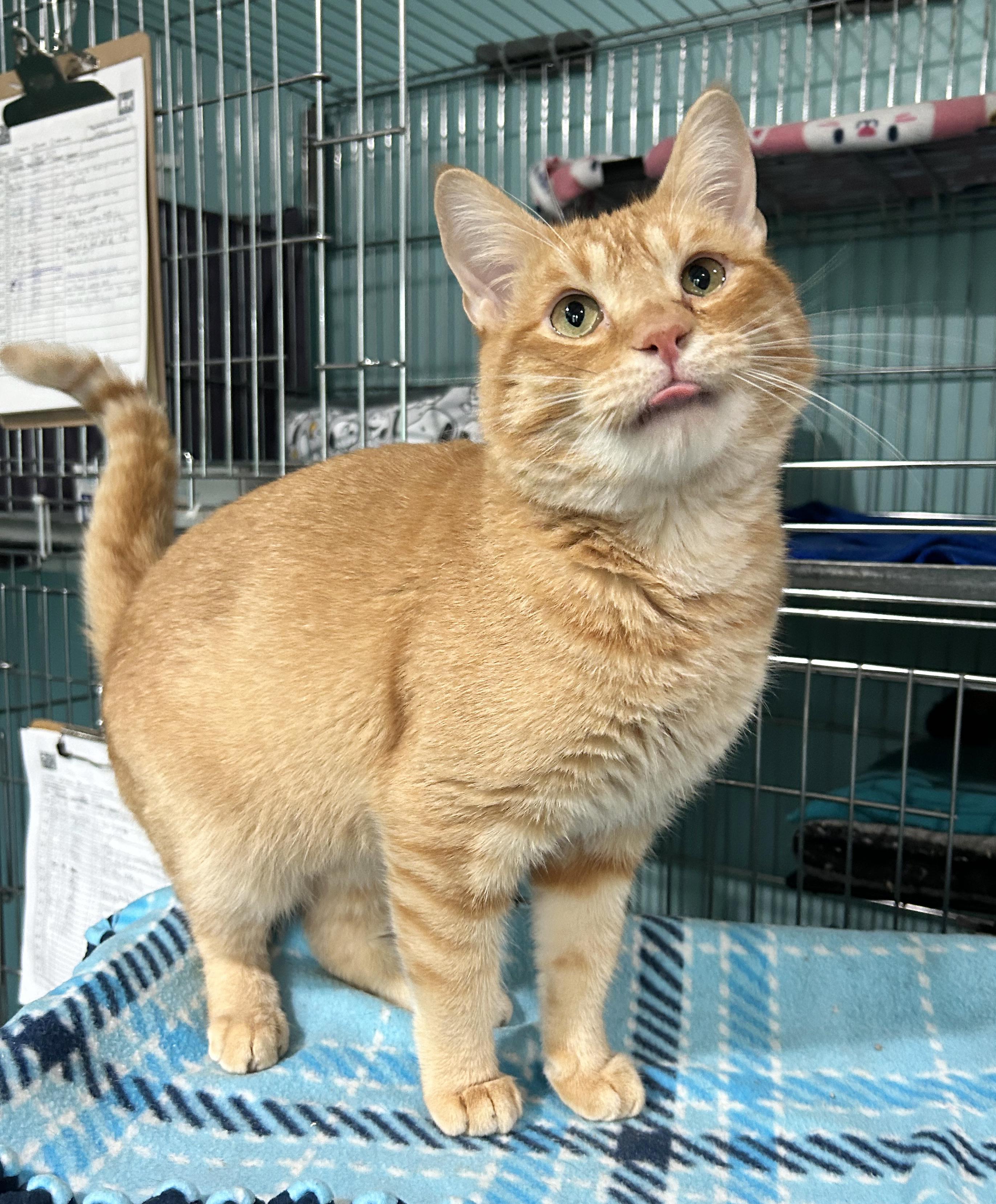 Sinbad, Adoptable, Adult Male Tabby.