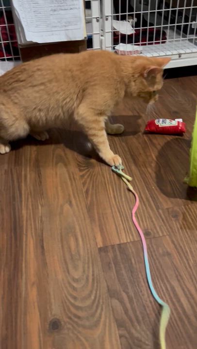 Enlarge Sinbad, a Adoptable Tabby in Parkville, MO video 6/6