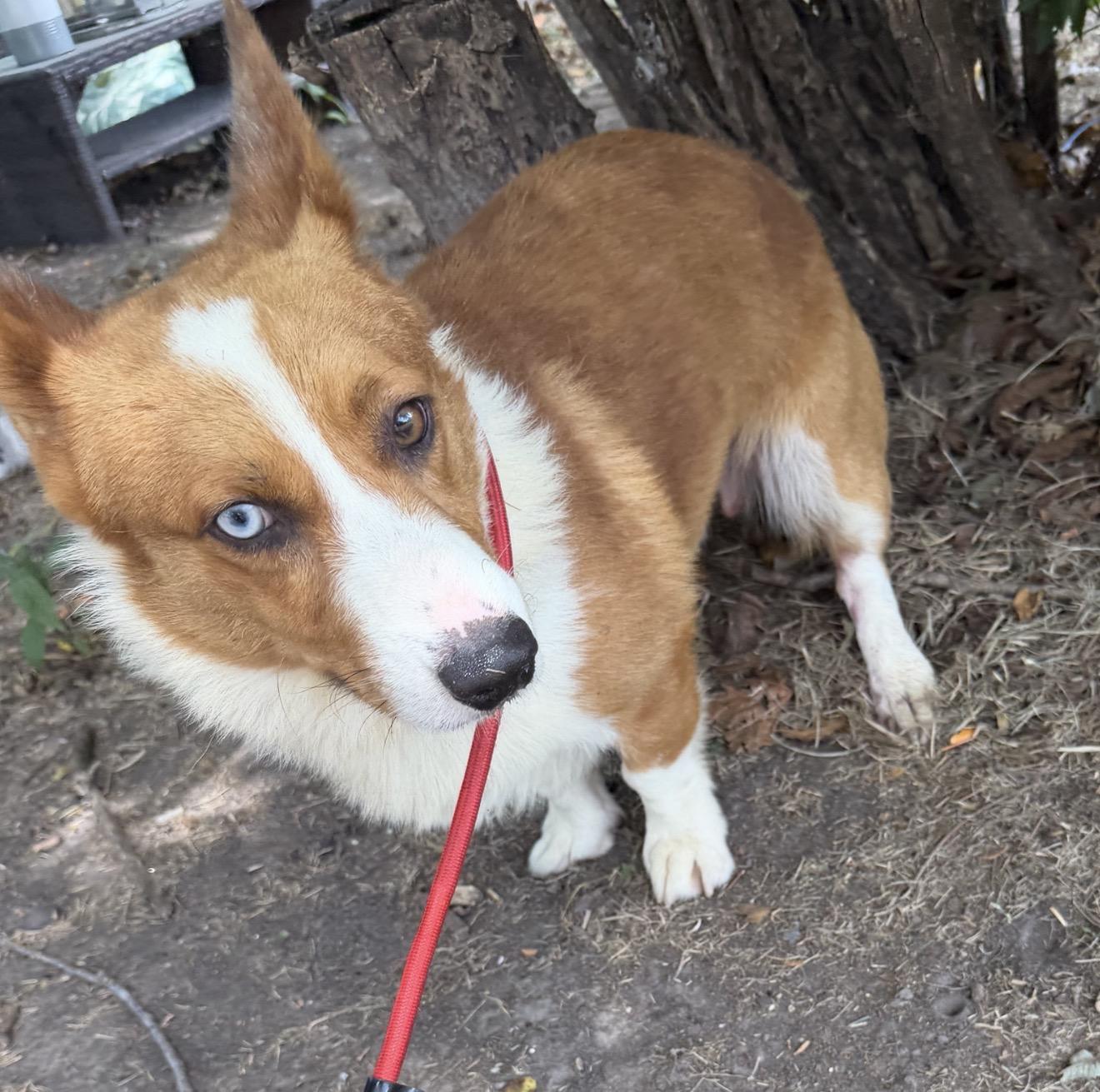 Enlarge Brantley, a ADOPTABLE Corgi in Johnston, RI image 3/3
