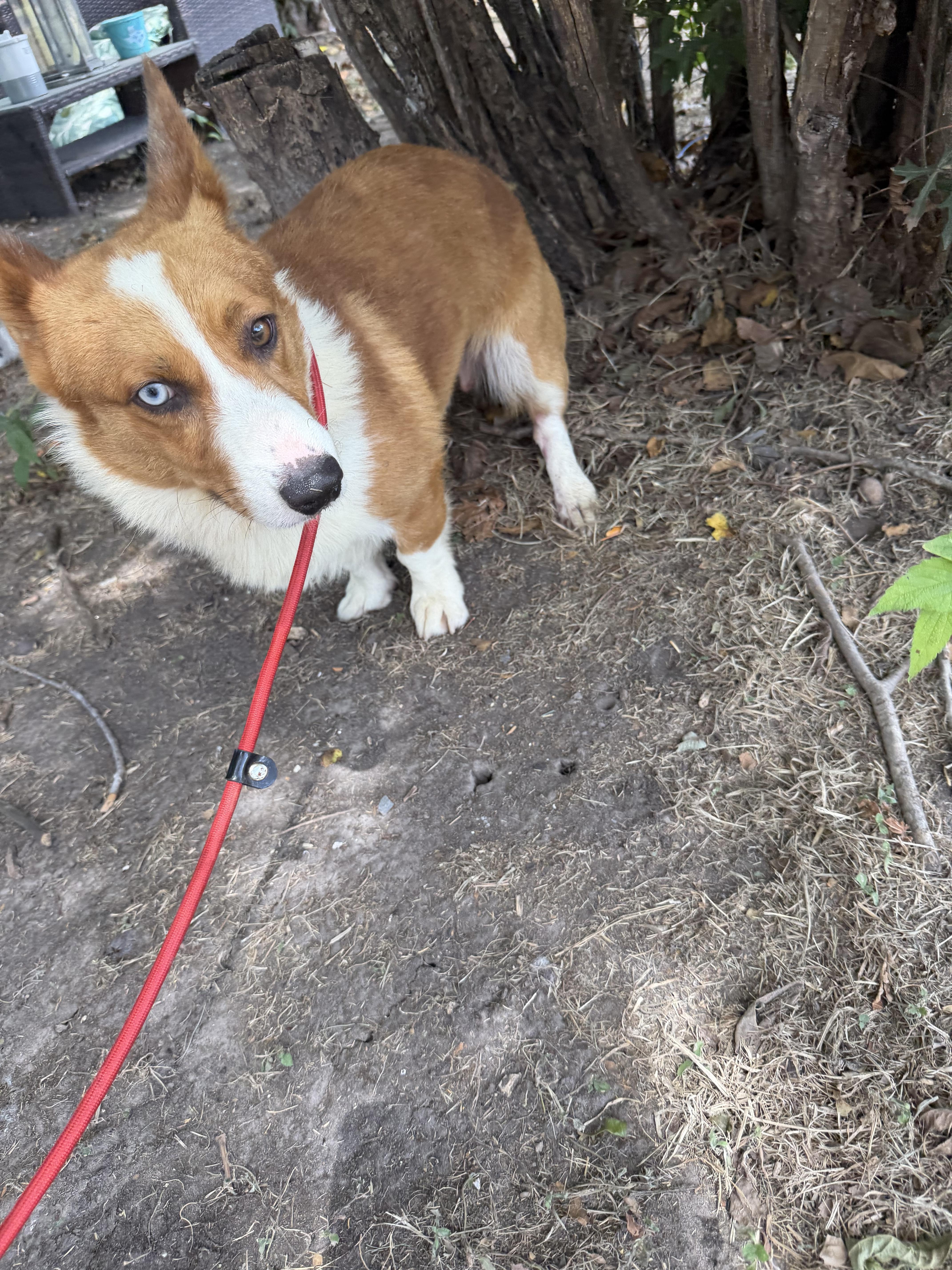 Brantley, ADOPTABLE, Adult Male Corgi.
