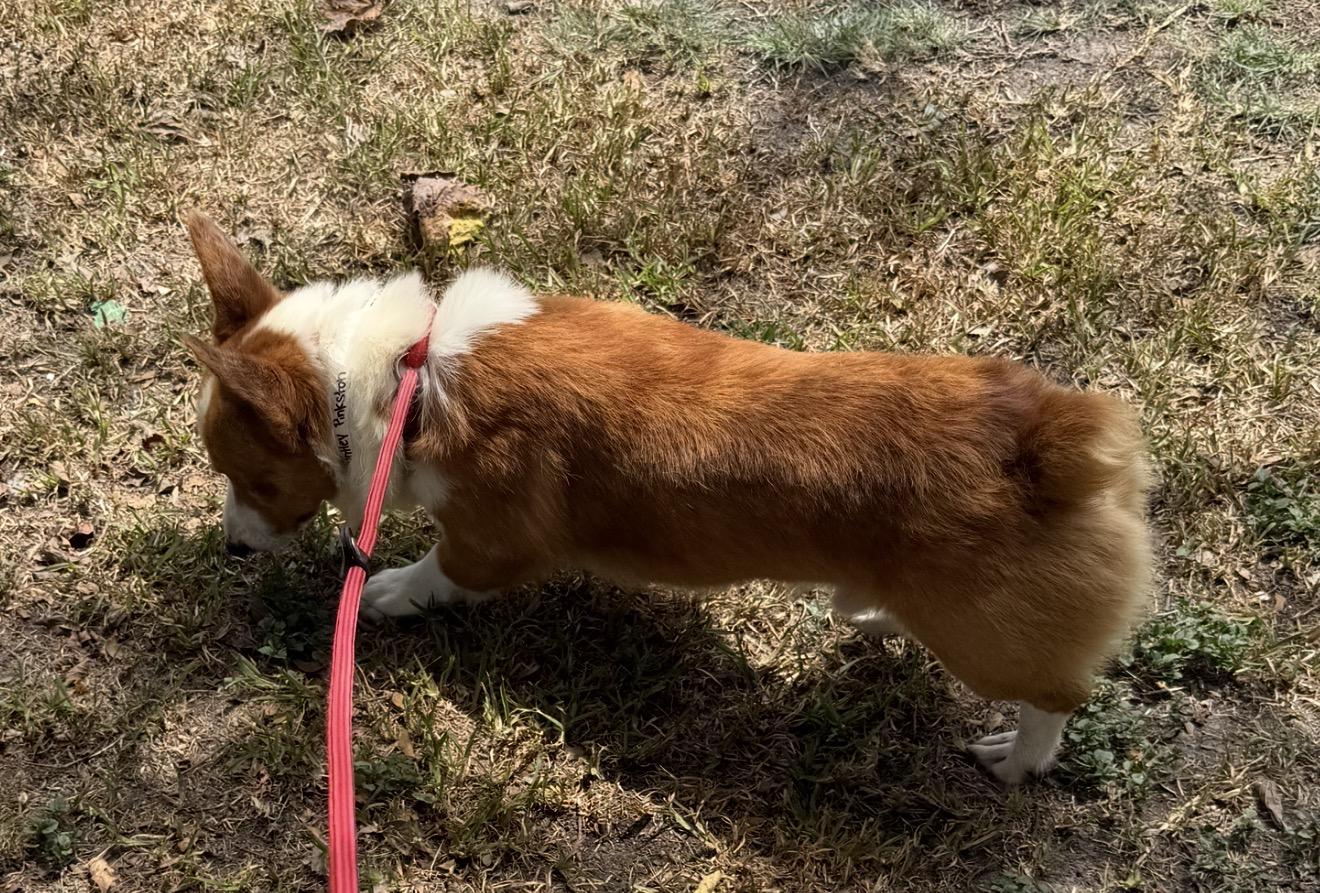 Enlarge Brantley, a ADOPTABLE Corgi in Johnston, RI image 2/3
