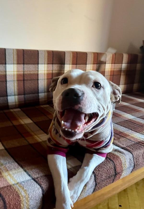 Enlarge Atreus, a Adoptable mixed breed in New York, NY image 1/1