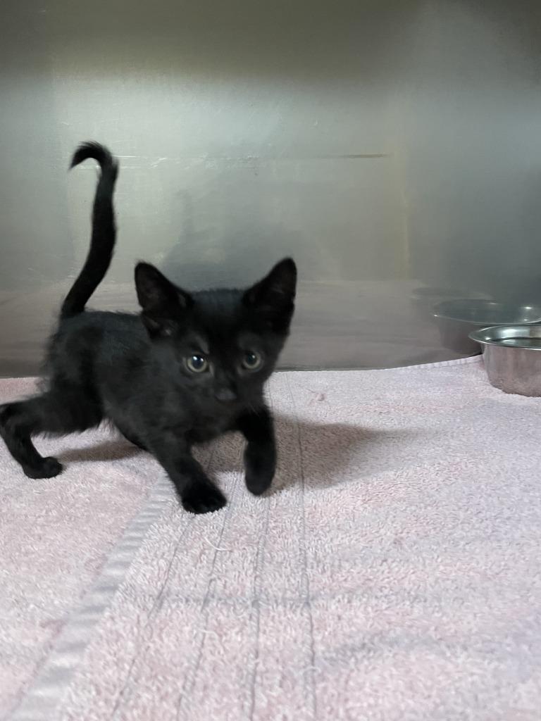 Darth, Baby Male unknown