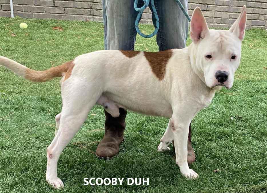 Scooby Duh, Adoptable, Adult Male American Bulldog.