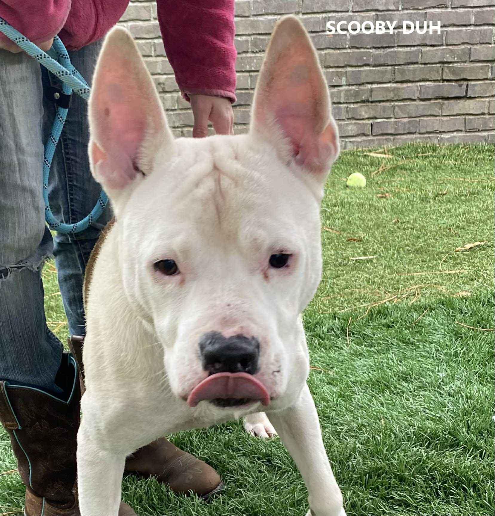 Enlarge Scooby Duh, a Adoptable American Bulldog in Washington, GA image 2/3