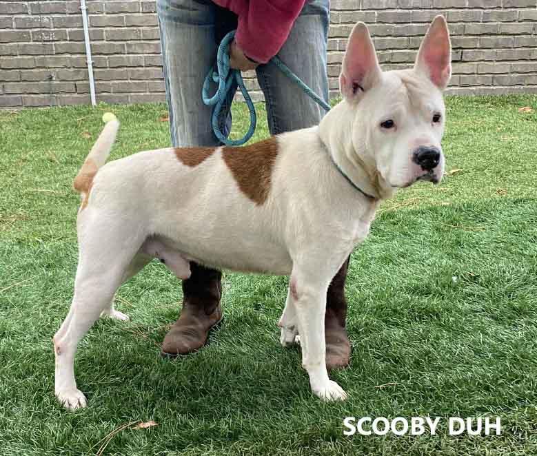 Enlarge Scooby Duh, a Adoptable American Bulldog in Washington, GA image 3/3