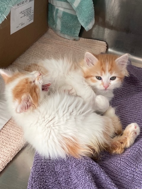 Bunny, a Adoptable mixed breed in Watkinsville, GA image 1/3
