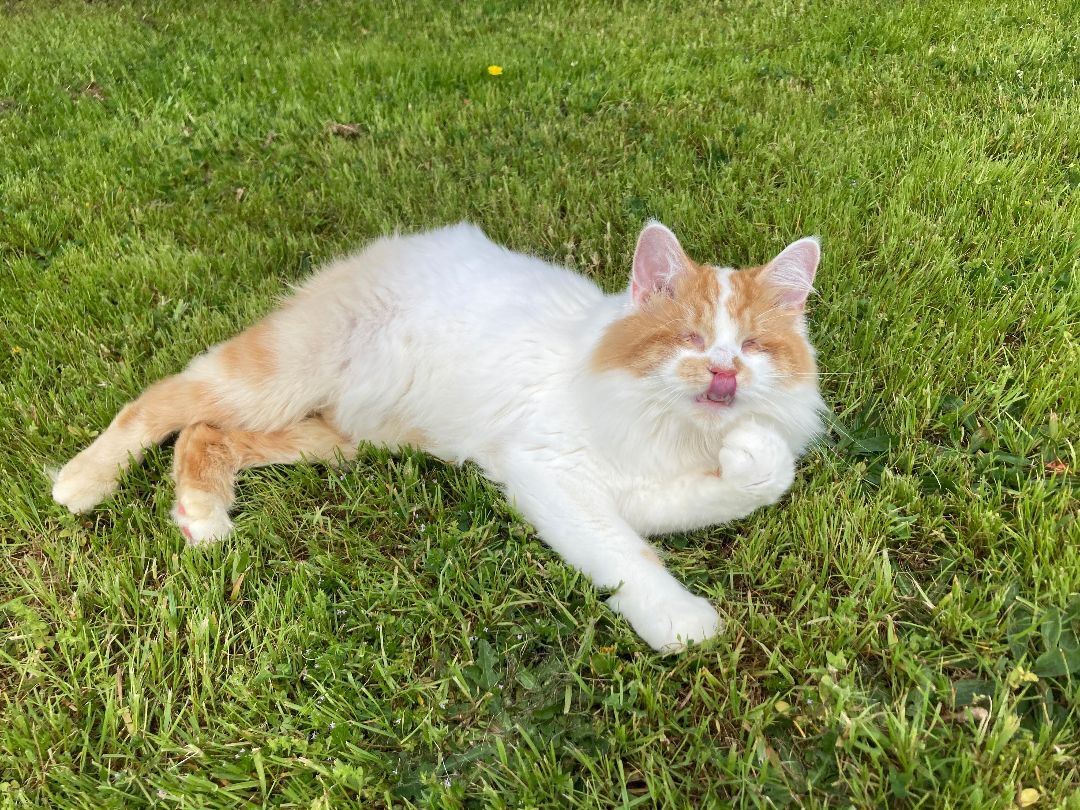 Bunny, a Adoptable mixed breed in Watkinsville, GA image 2/3