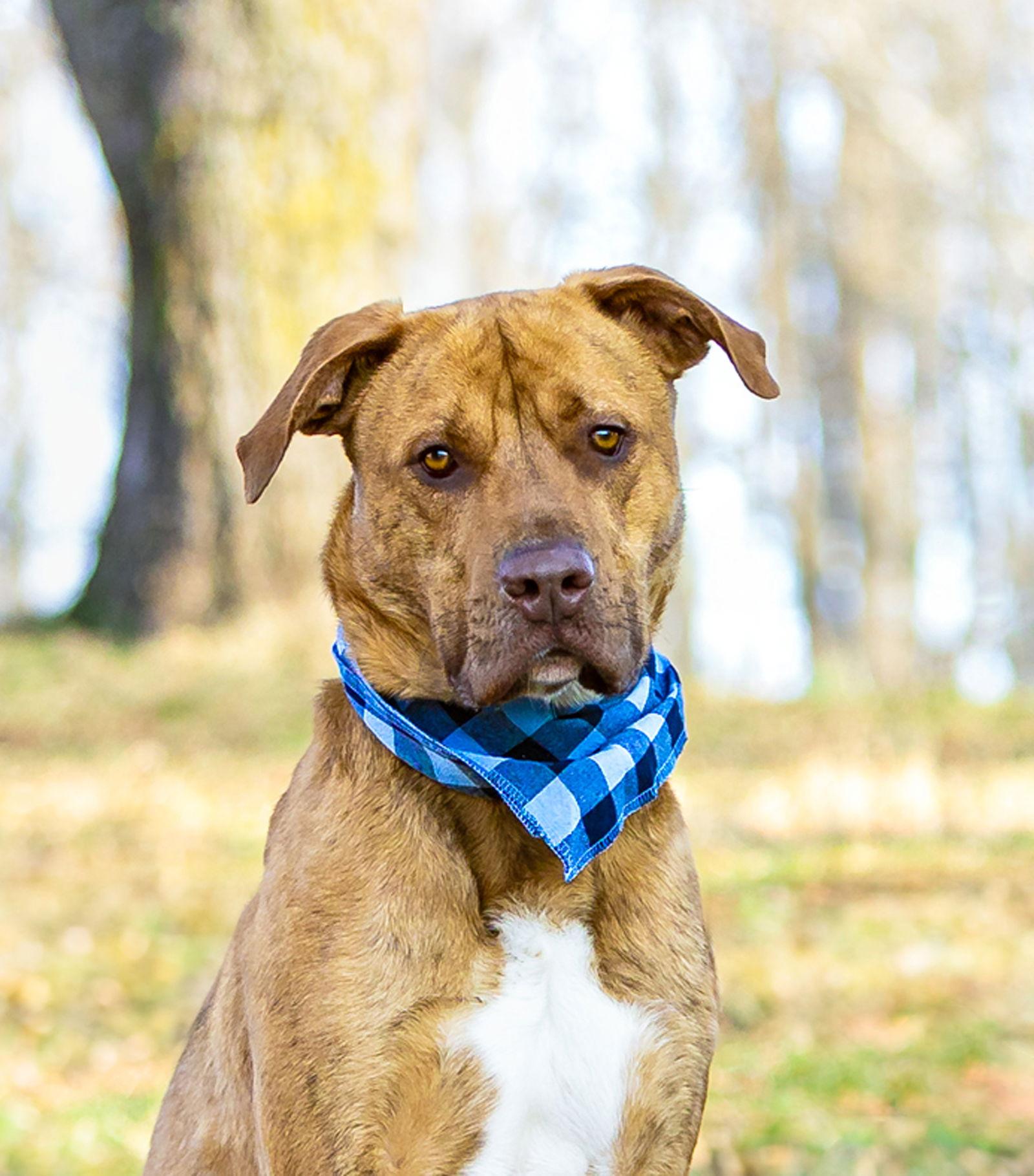 Tanner, Adoptable, Young Male Terrier & Retriever.