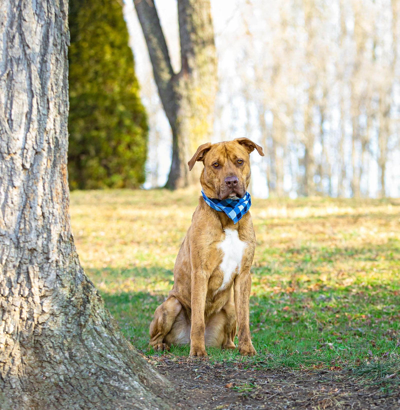 Tanner, Adoptable, Young Male Terrier & Retriever.