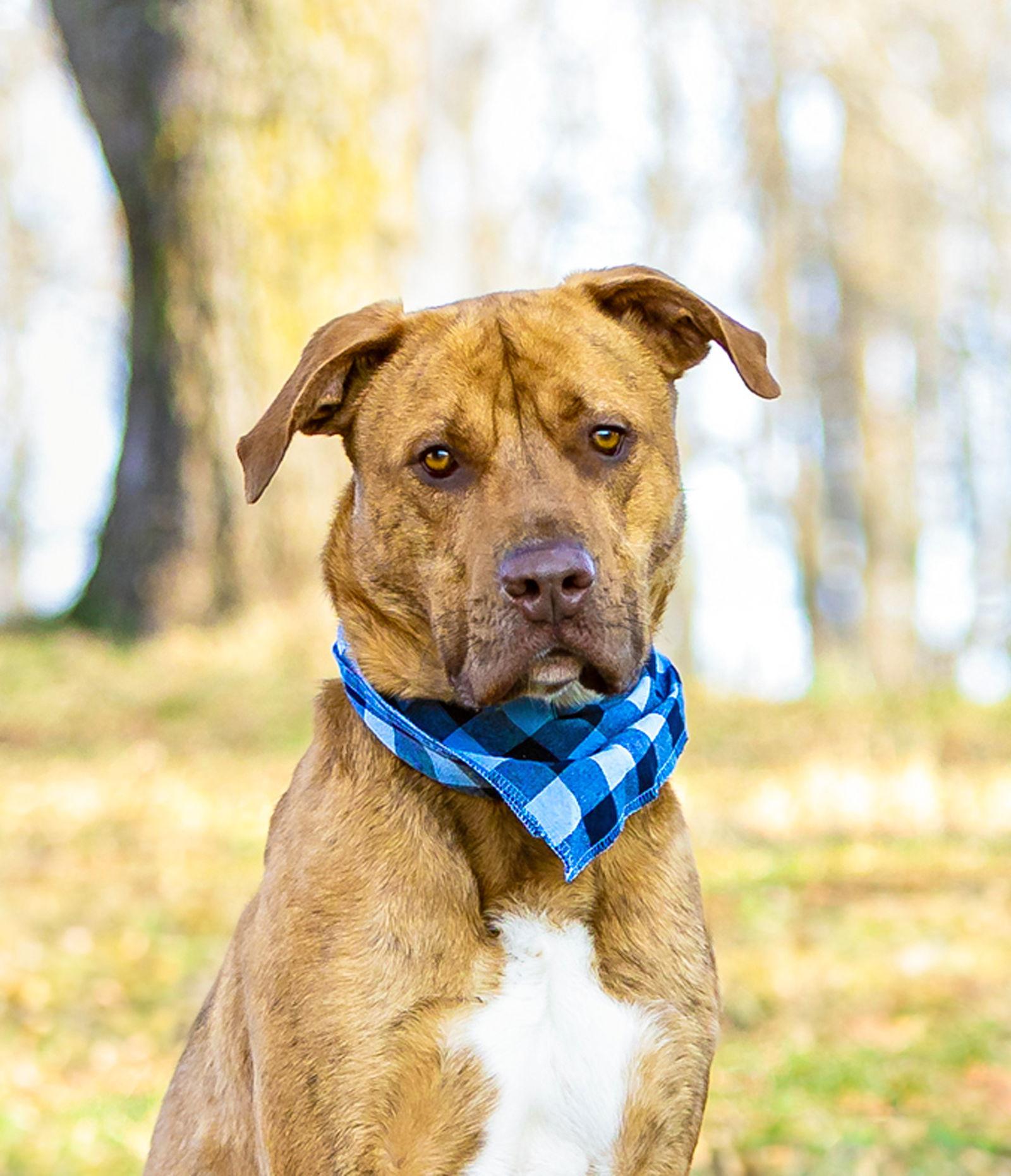 Enlarge Tanner, a Adoptable mixed breed in Coatesville, PA image 2/3