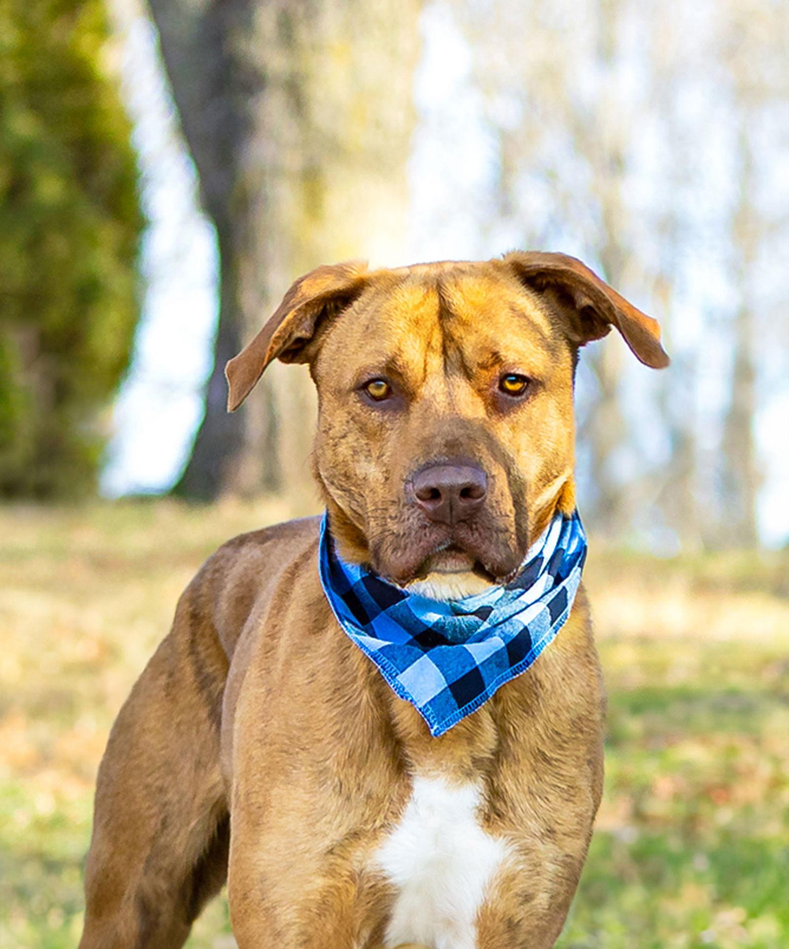 Enlarge Tanner, a Adoptable mixed breed in Coatesville, PA image 3/3