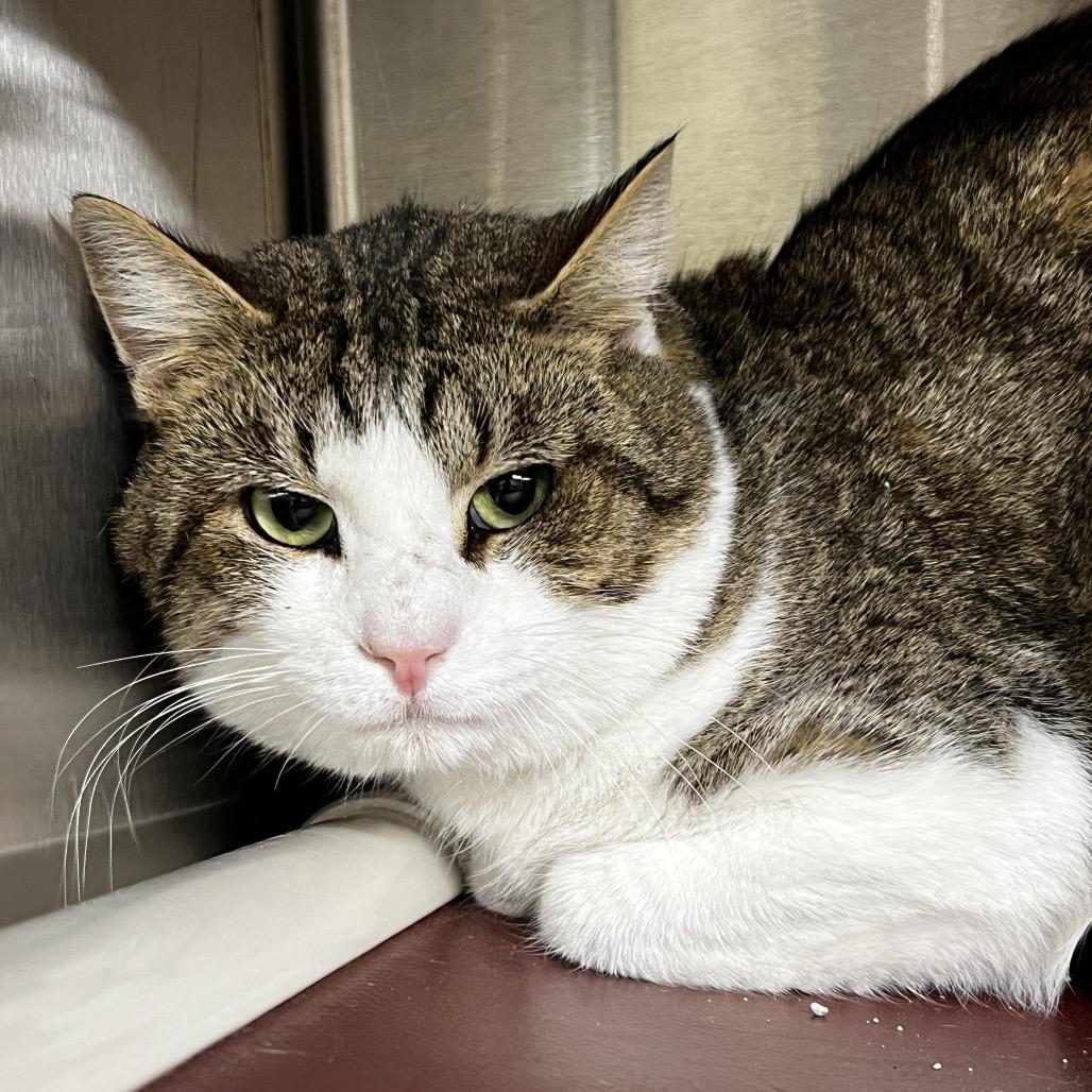 Enlarge Aaron, a Adoptable Domestic Short Hair in Harrisville, WV image 1/2