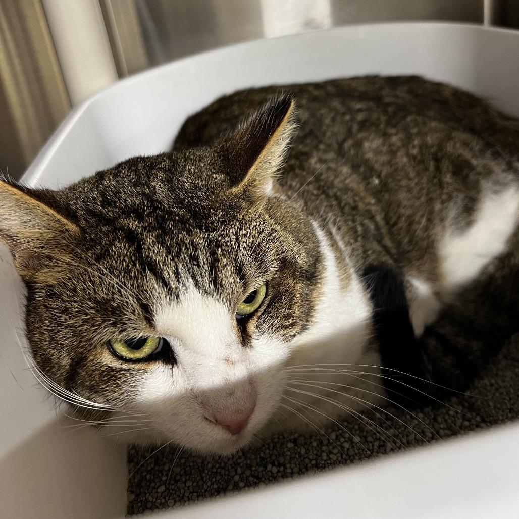 Enlarge Aaron, a Adoptable Domestic Short Hair in Harrisville, WV image 2/2