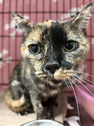 Annie, Adoptable, Adult Female Domestic Short Hair & Domestic Short Hair.