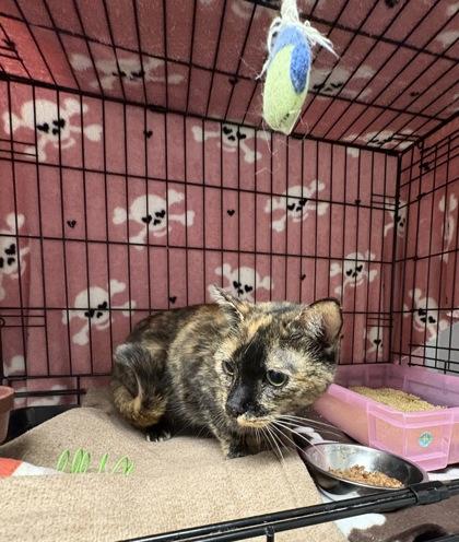 Enlarge Annie, a Adoptable mixed breed in Lebec, CA image 2/2