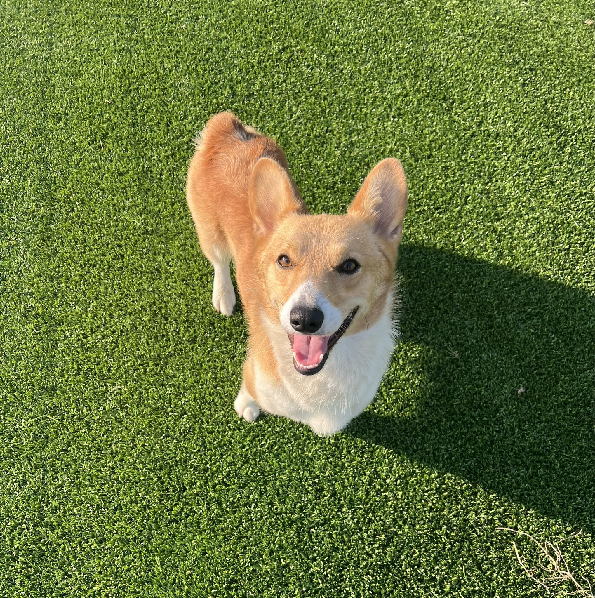 Enlarge Goose, a ADOPTABLE Pembroke Welsh Corgi in Granbury, TX image 1/1