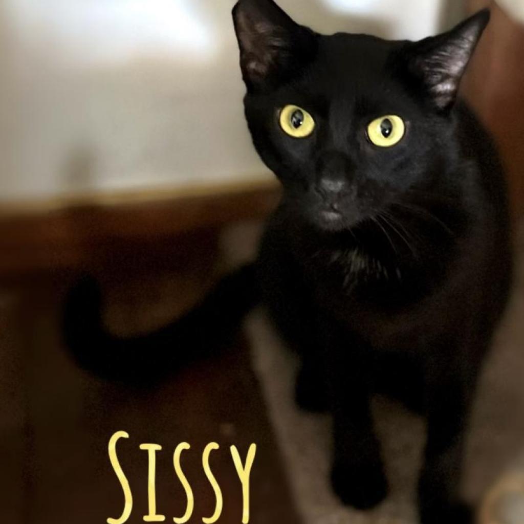 Enlarge Sissy, a Adoptable Domestic Short Hair in Brawley, CA image 1/2