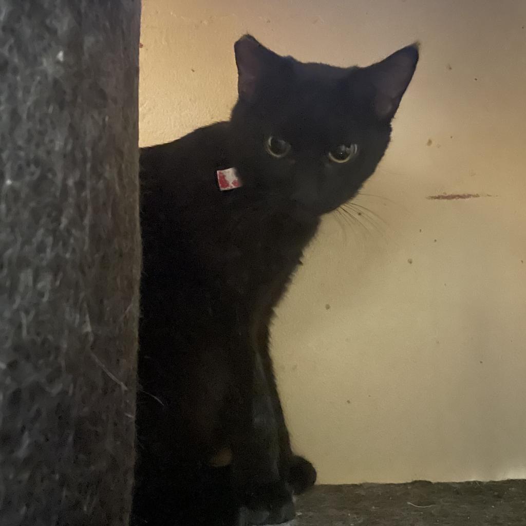 Enlarge Sissy, a Adoptable Domestic Short Hair in Brawley, CA image 2/2