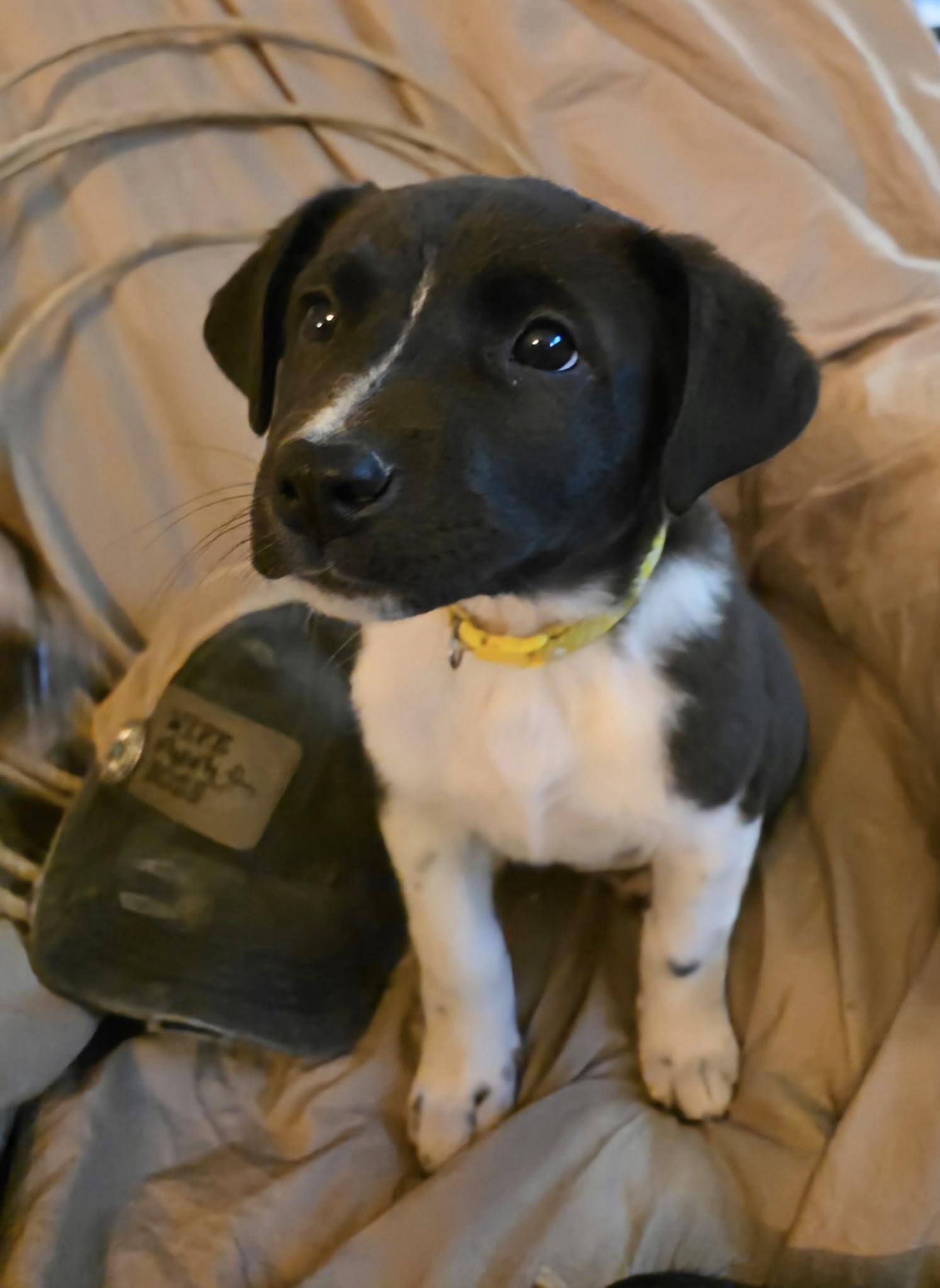 Enlarge Chandie, a Adoptable mixed breed in Riverton, WY image 1/1