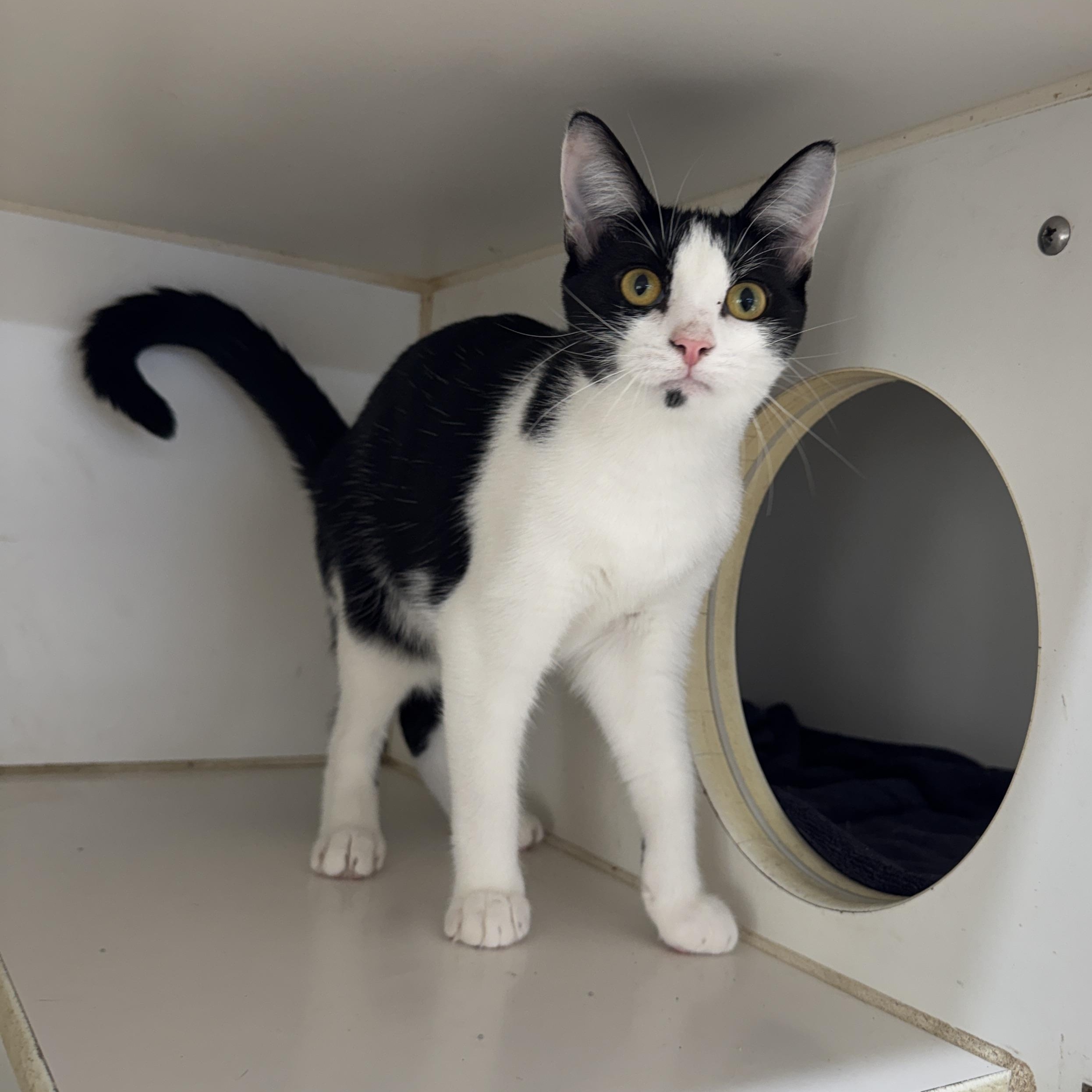 Inky, Adoptable, Young Female Domestic Short Hair.
