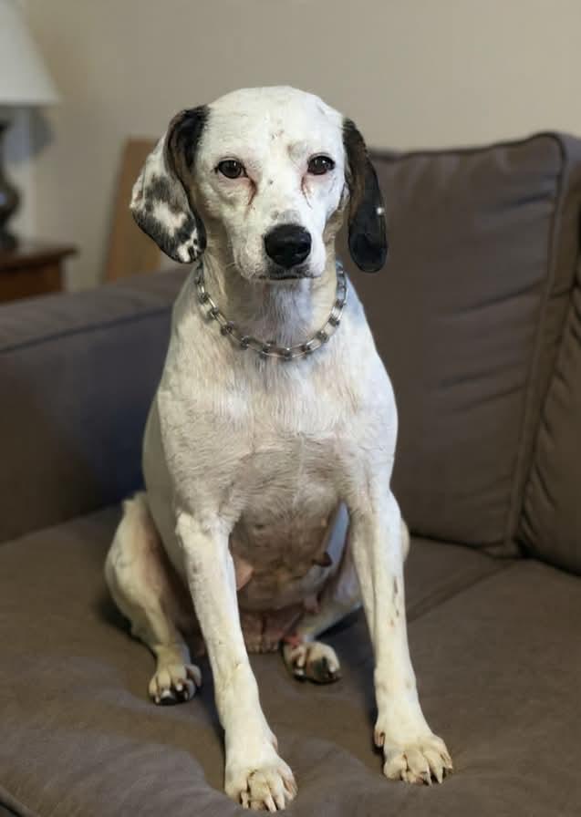 Enlarge Spooky, an adoptable mixed breed in Wheelersburg, OH image 2/4