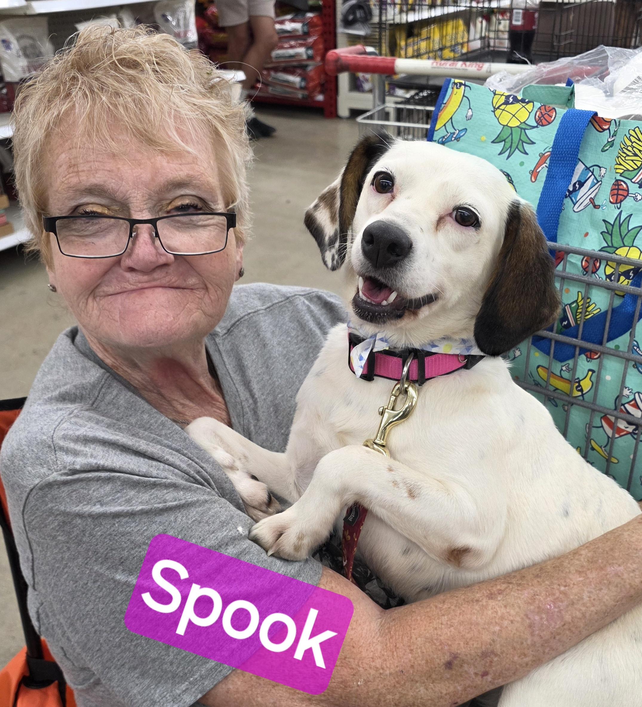 Enlarge Spooky, a Adoptable mixed breed in Wheelersburg, OH image 6/6