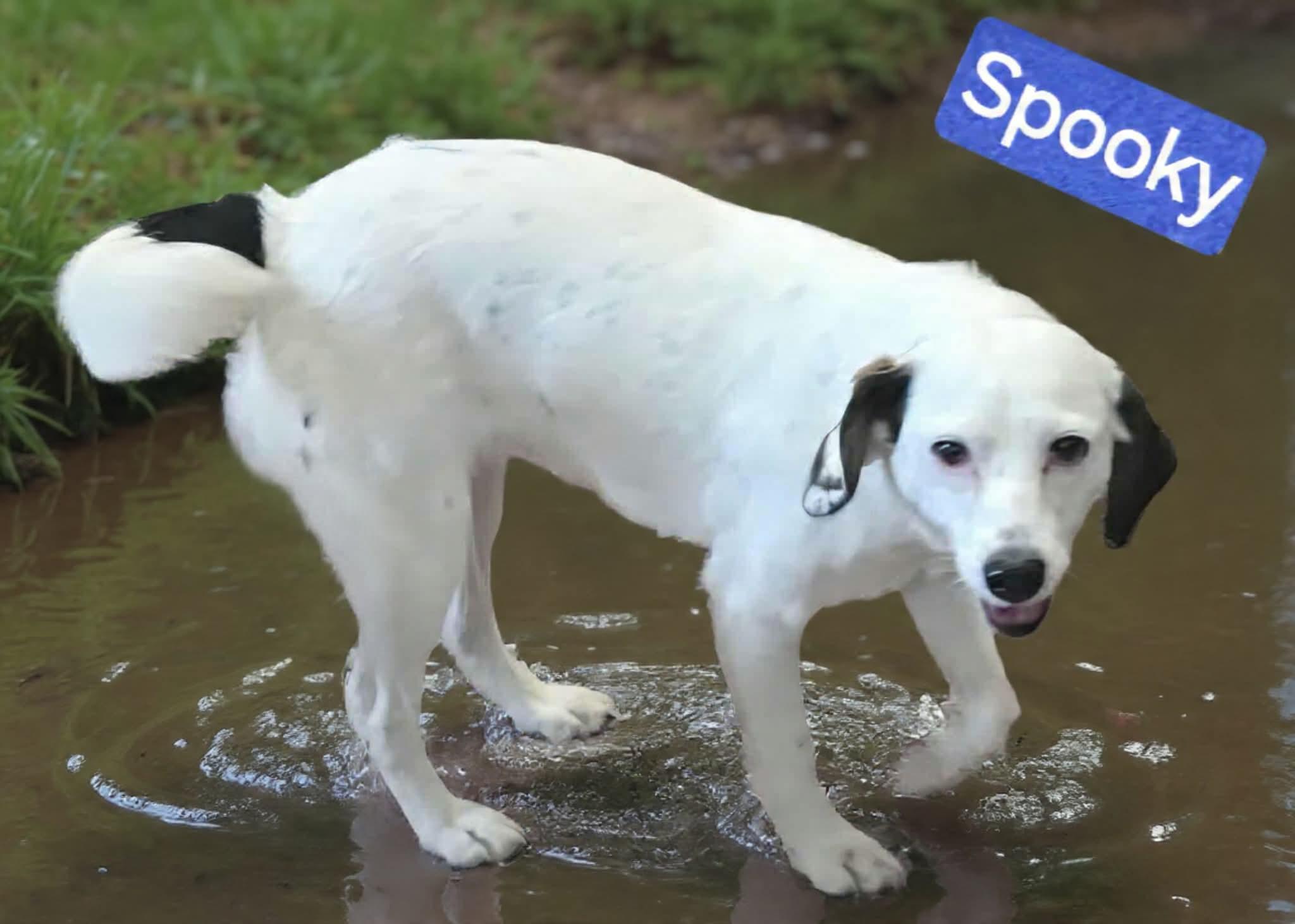 Enlarge Spooky, an adoptable mixed breed in Wheelersburg, OH image 3/4