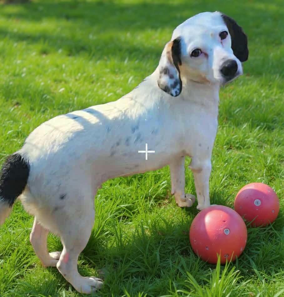 Enlarge Spooky, an adoptable mixed breed in Wheelersburg, OH image 1/4