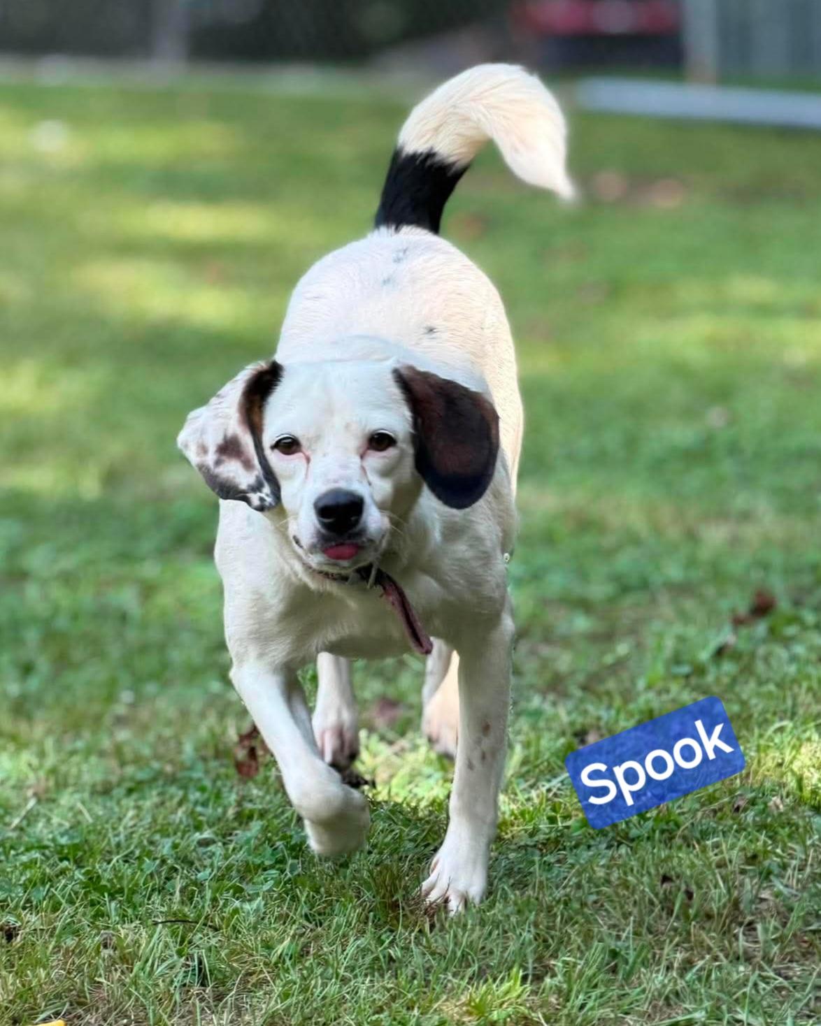 Spooky, adoptable, Adult Female Jack Russell Terrier & Beagle.