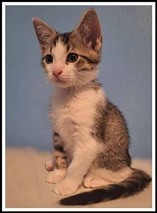 Enlarge ROACH, a Adoptable Domestic Short Hair in Peoria, IL image 1/1