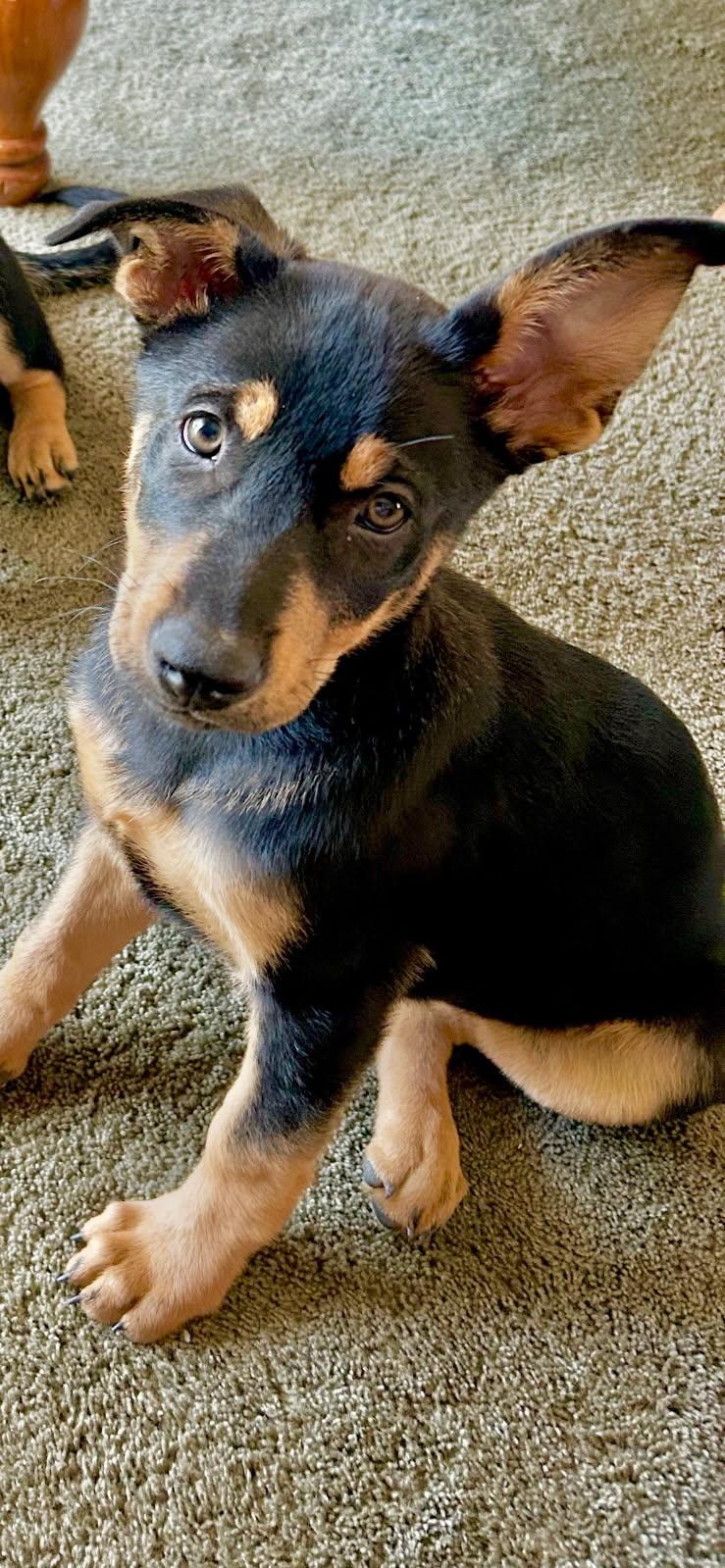 Amber, Adopted, Puppy Female German Shepherd Dog.