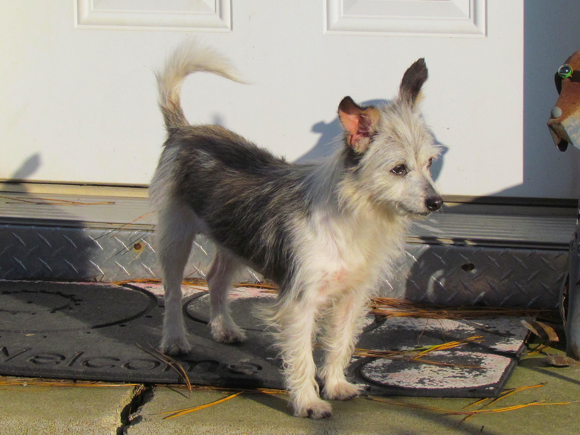 Enlarge LILA, an adopted mixed breed in Harrisburg, PA image 4/6