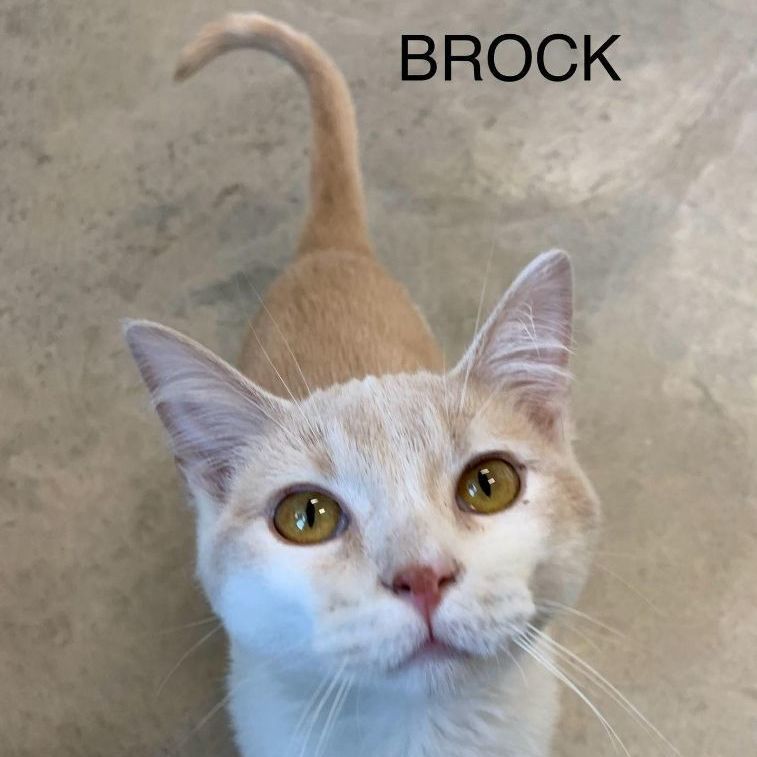 Brock, an adopted Domestic Short Hair in Rushville, IL_image-1