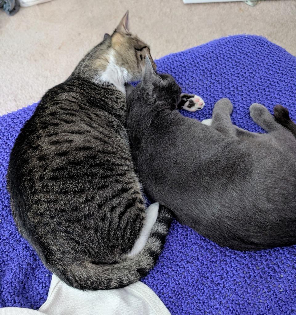 Enlarge Carl, a Adoptable mixed breed in Evans, GA image 1/5