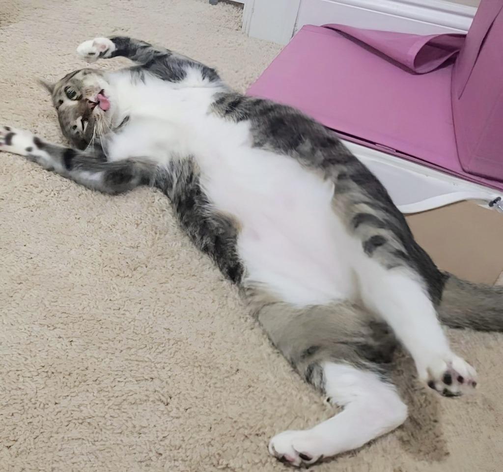 Enlarge Carl, a Adoptable mixed breed in Evans, GA image 2/5