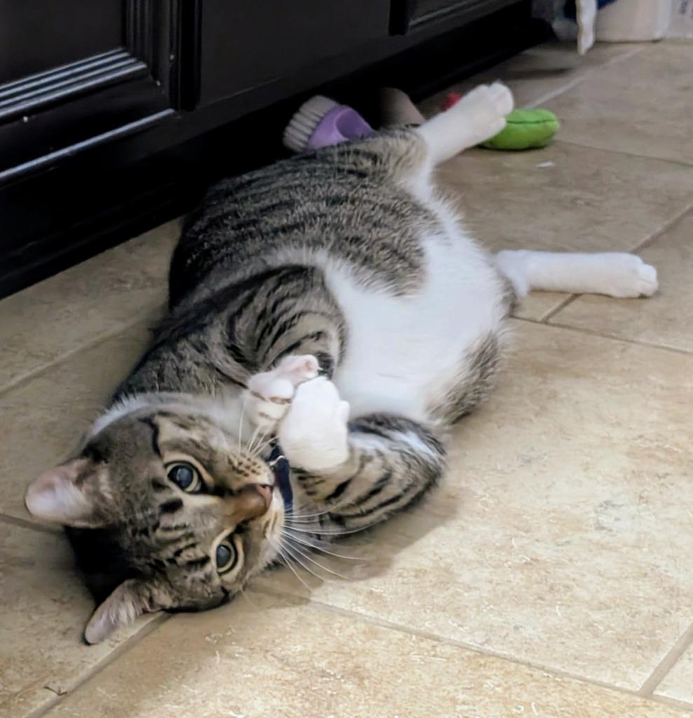 Enlarge Carl, a Adoptable mixed breed in Evans, GA image 3/5