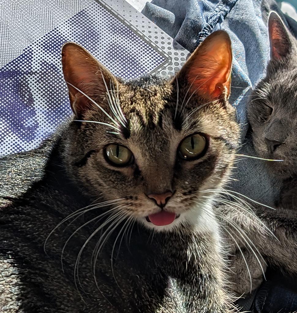 Enlarge Carl, a Adoptable mixed breed in Evans, GA image 5/5