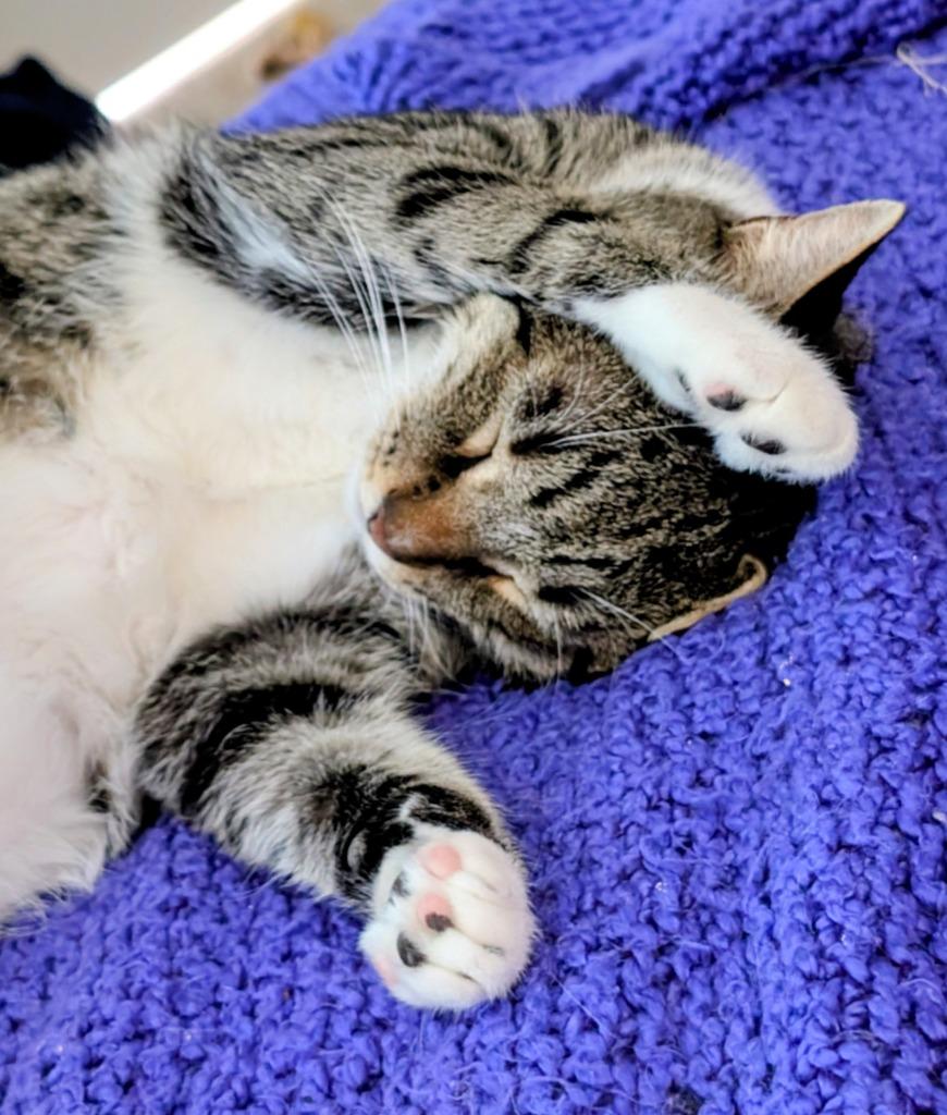 Enlarge Carl, a Adoptable mixed breed in Evans, GA image 5/5