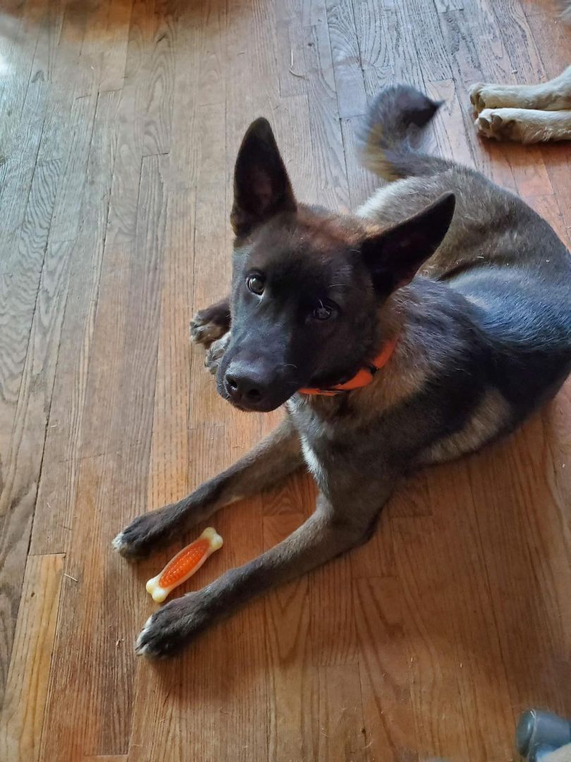 Dutch, Adopted, Young Male Belgian Shepherd / Malinois.
