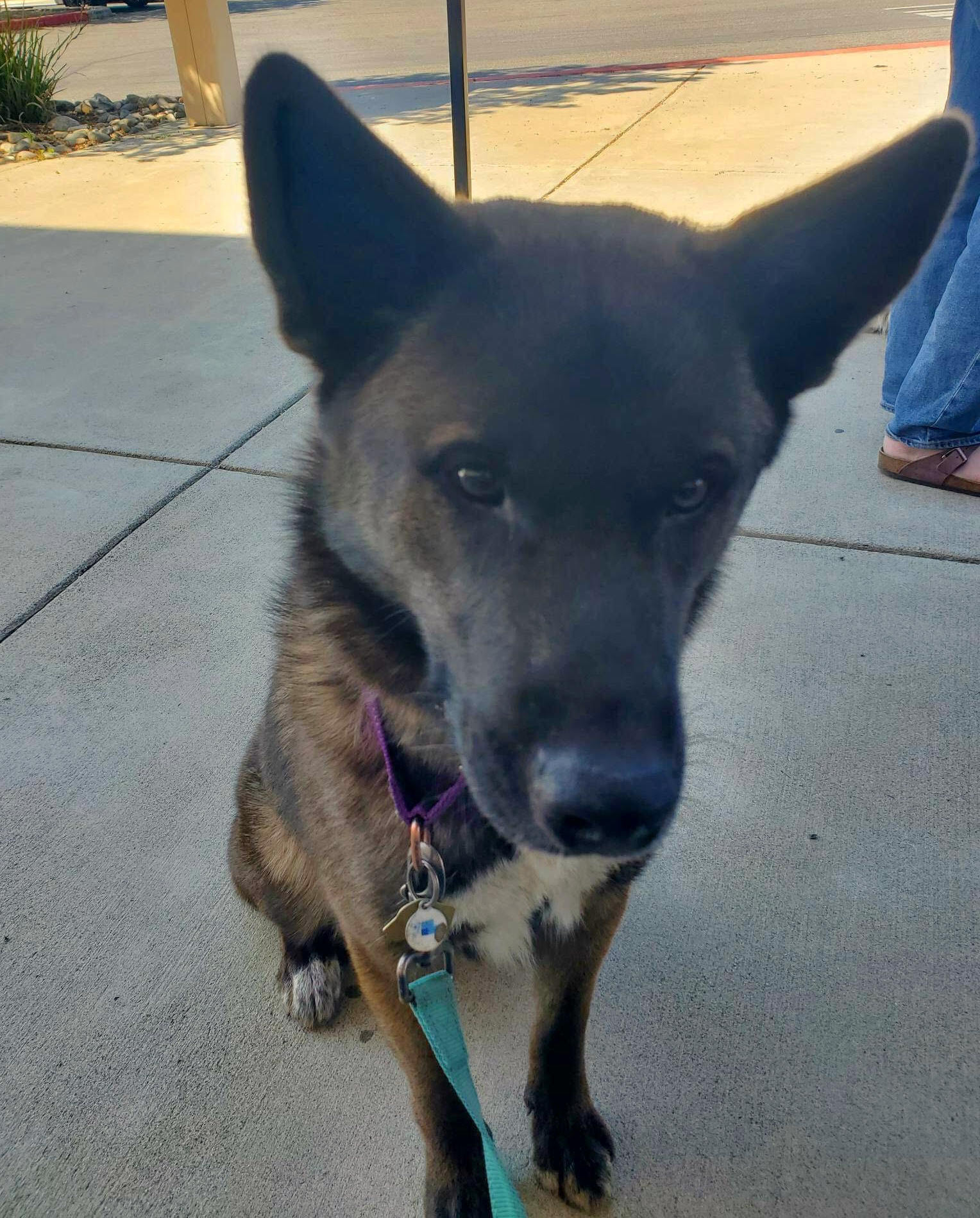 Enlarge Dutch, a Adopted mixed breed in San Francisco, CA image 2/8